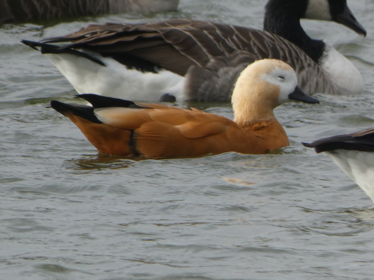 Trying to get a bit of shut eye in a flock of Canada Geese cannot be easy. This Ruddy Shelduck is giving it a good go at though. 💤😴😂 @NatureUK #northantsbirds @NorthantsBTO #Ravensthorpe https://t.co/iexTAzNKNB