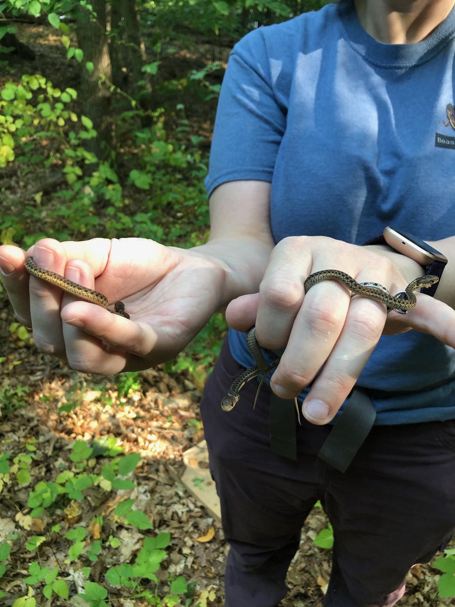 SPARCnet_Sals's tweet photo. Bridgewater State had their first #SPARCnet field day this past Friday. It's been dry in MA, so only six #salamanders: one was a recap first spotted in April 2018, and another was a teeny baby clocking in at 0.04 grams! Also spotted: five baby garter #snakes! https://t.co/WiKxRyEgEm
