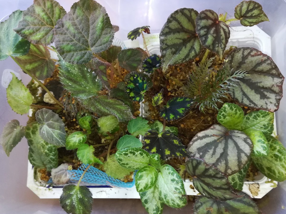 ベゴニア挿し芽 ベゴニア挿し芽