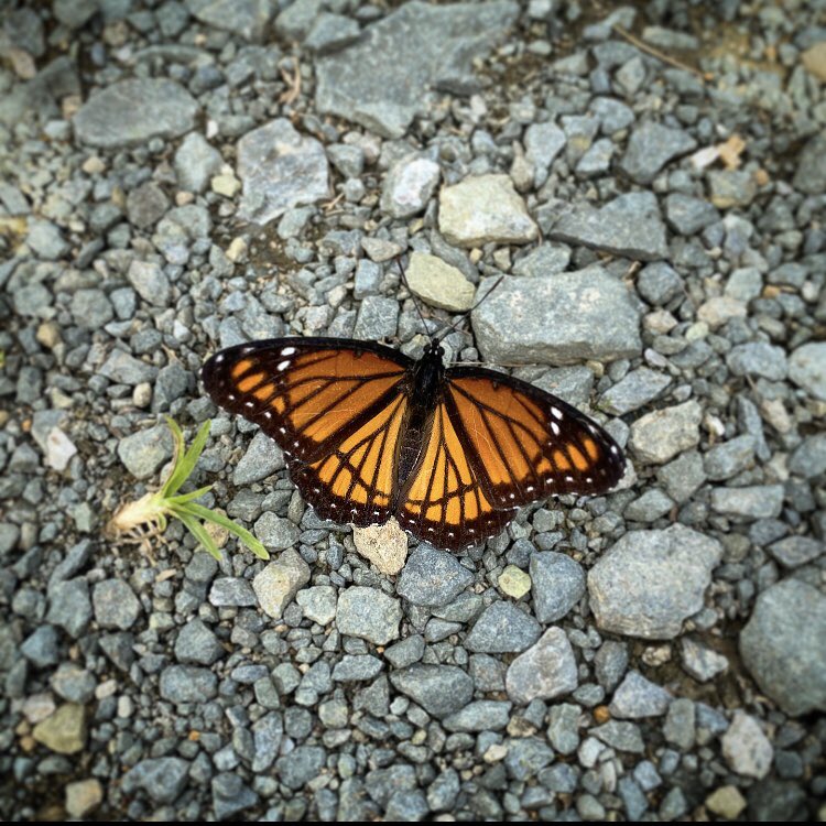 tjroycemd's tweet photo. Monarch. Viceroy. #mimicry #thisisNC #NC https://t.co/6ppstDSpTI