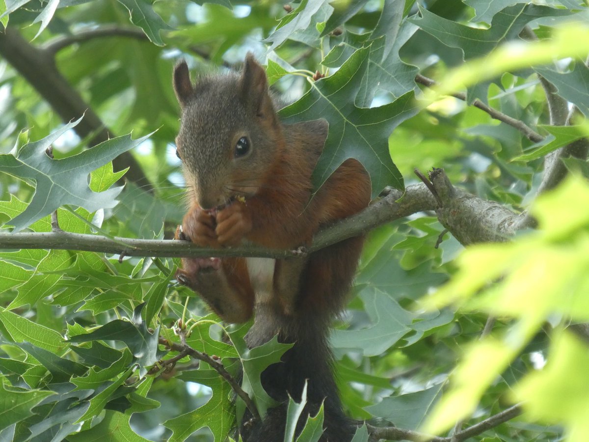 A delicious acorn for lunch. 😋One of our last young #squirrels this year. 🐿😍🐿
#squirrel #redsquirrel #RedSquirrelAwarenessWeek