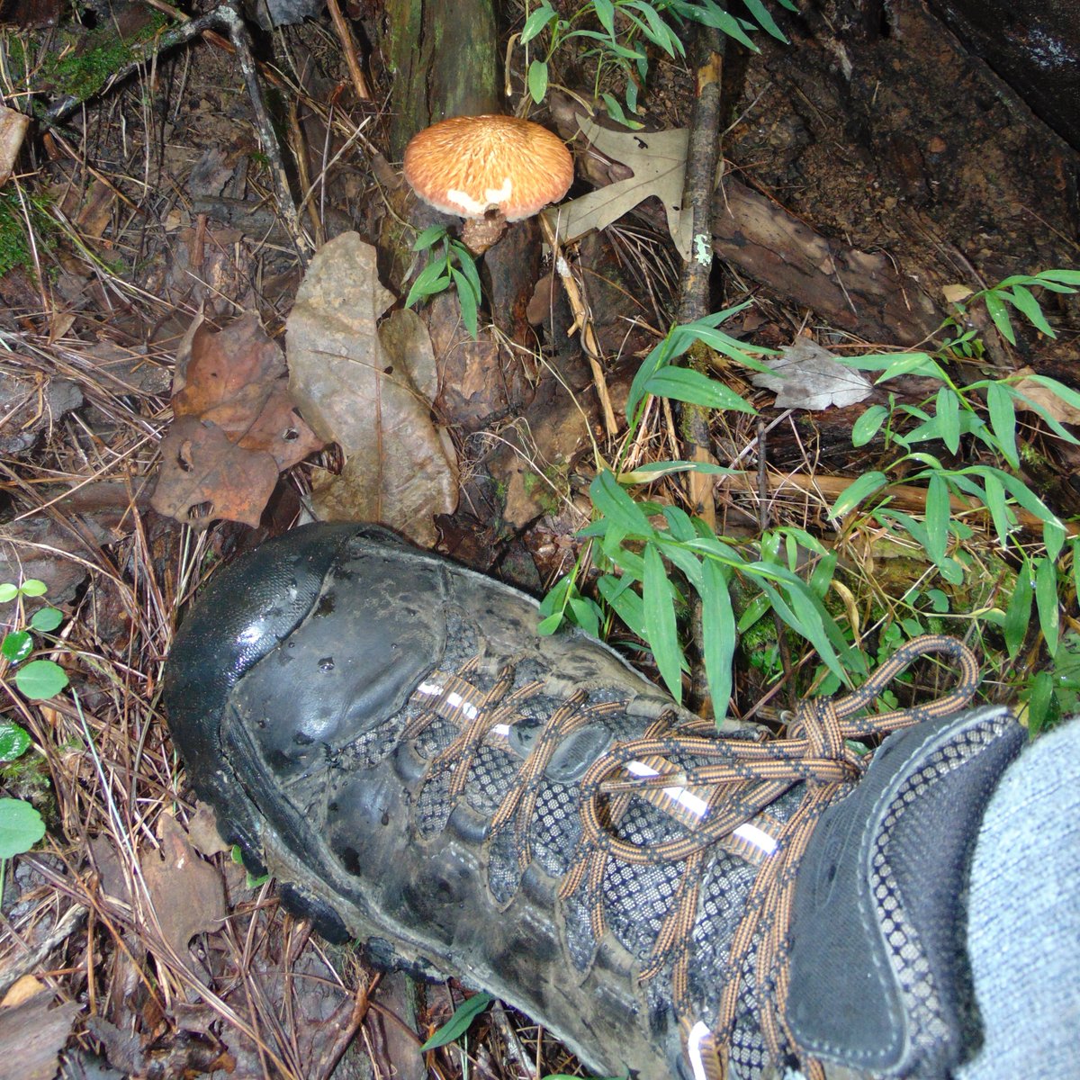 The 19th rule of the Mushroom Cult is to go in the woods and take pictures of mushrooms.