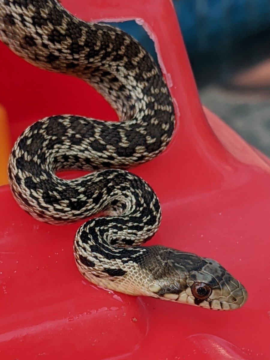 BeetleBabble's tweet photo. Can anyone ID this wild baby noodle? #snakeidentification https://t.co/PSQbvD4QjP