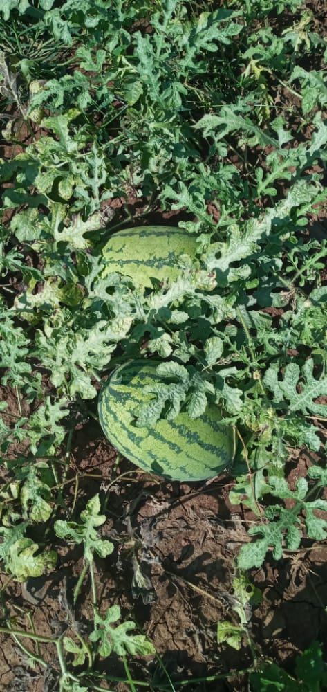 Agro_Pal's tweet photo. 🍉 Super sweet Water melon on sale!! Location, Marigat, @Amos_Moruri @ERICROSANA2 @Ambula4 https://t.co/OciCx3o31M