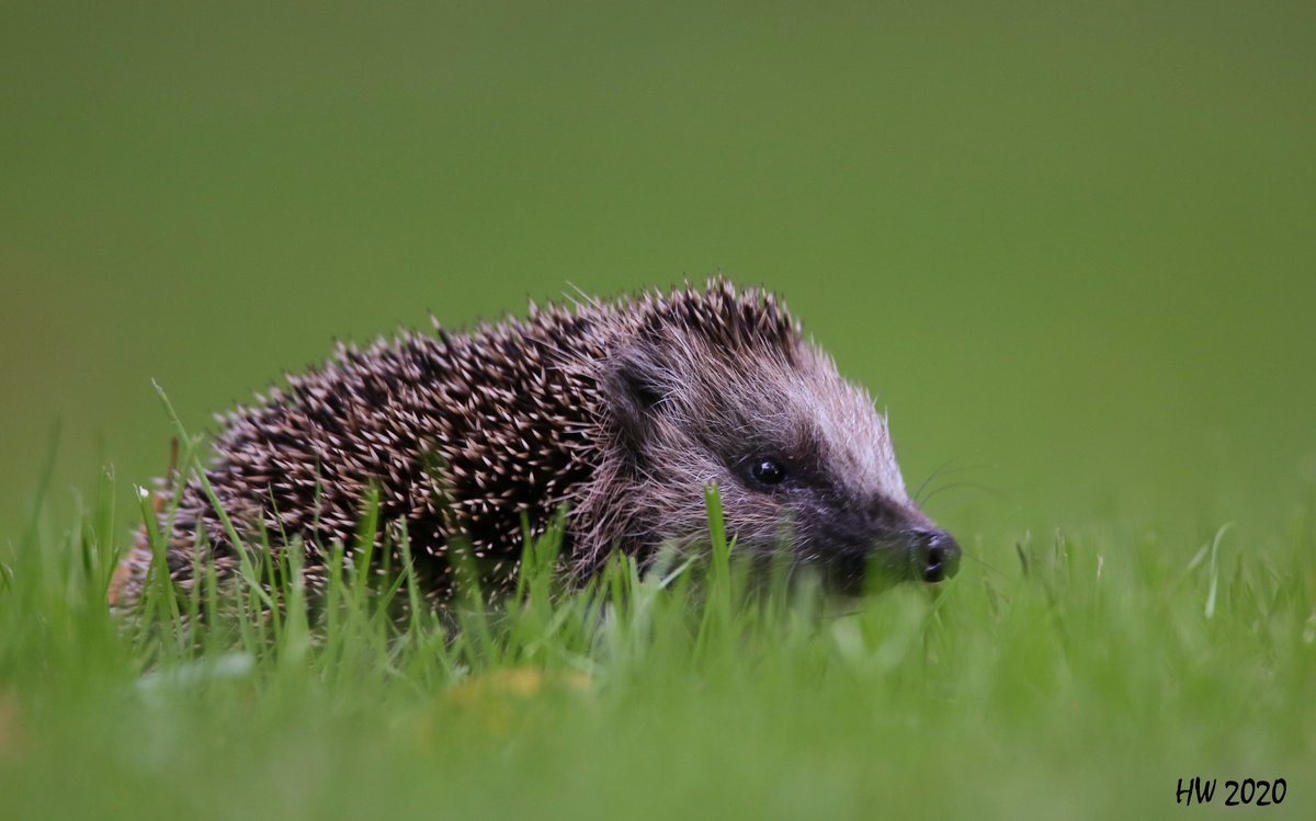 De egels houden nog geen winterslaap. #egel.