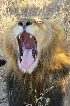 Hourly Lions (@hourlylion) on Twitter photo 