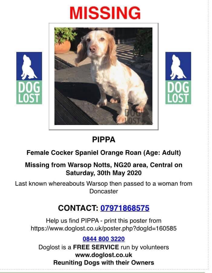 PIPPA missing #Warsop #Notts #NG20 30/5/20 
Female #cockerspaniel orange roan/adult CHIPPED
Last known whereabouts Warsop then passed to a woman from #Doncaster 

doglost.co.uk/dog-blog.php?d…

<a href="/bs2510/">beth</a> <a href="/gelert01/">GG01</a> <a href="/MissingPetsGB/">Missing Pets GB</a> <a href="/MolliePug/">Mollie the Pug</a> <a href="/RachaelB100/">Rachael</a> <a href="/MsTKIndeed/">TK</a> <a href="/mansfieldwarsop/">Mansfield and Warsop</a>