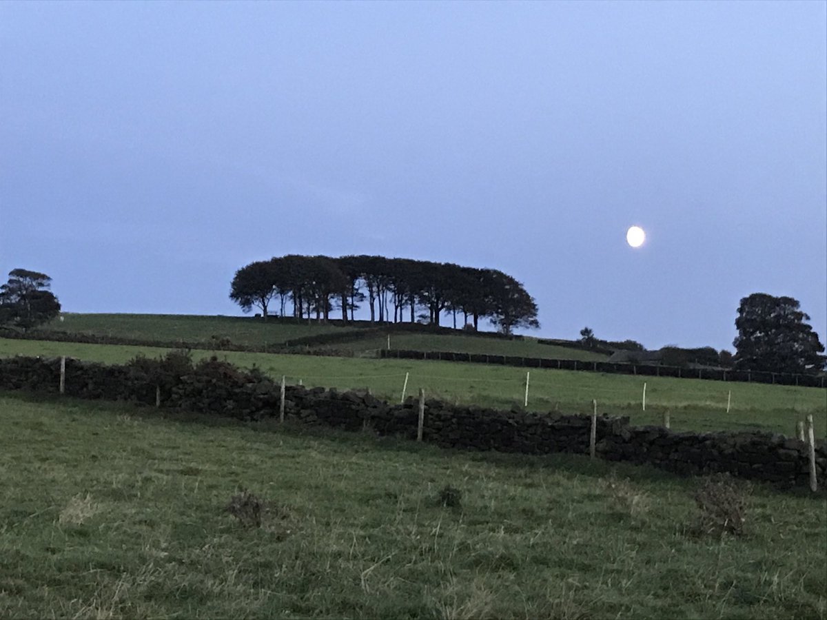 danchrisanthou's tweet photo. Elephant trees this evening while walking back from the Chevin end pub with ⁦@Sahchrisanthou⁩ #beer #Autumn ⁦@nigelconwell⁩ ⁦@gary_hadwen⁩ #guiseley https://t.co/nzNswwOCMN