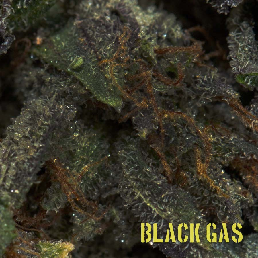 GetKushCa's tweet photo. Black Gas is a BC native marijuana strain famous for its heavy indica effects that leave you perfectly relaxed and happy. The beautiful-looking hybrid is ideal for relaxation or when you just want to laze around the house all day. https://t.co/Y25gqBgtDj