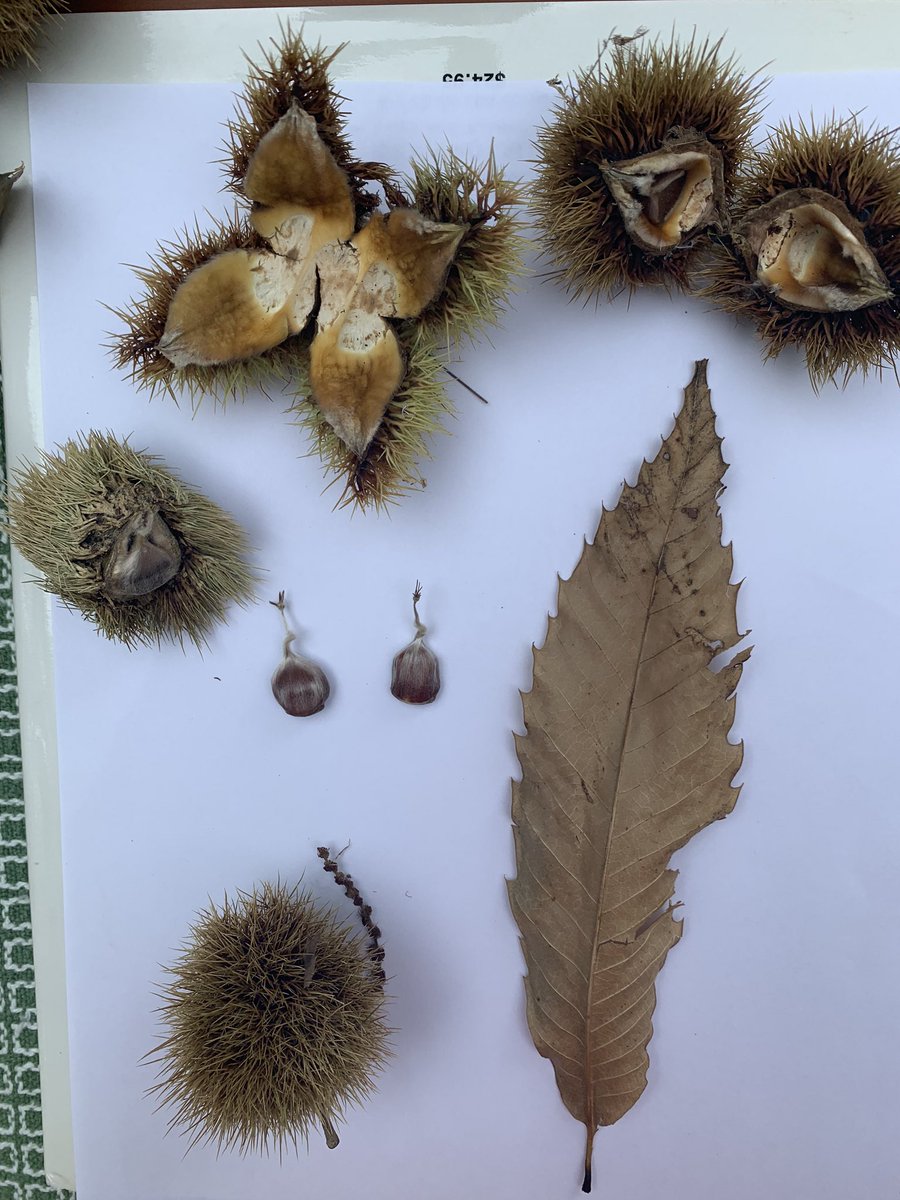  @chestnut1904 Hi friends  I think I found an American Chestnut tree. Absolutely gobsmacked. Very tall, producing copious fuzzy little nuts. I’ve seen plenty of Chinese chestnuts and these are different.