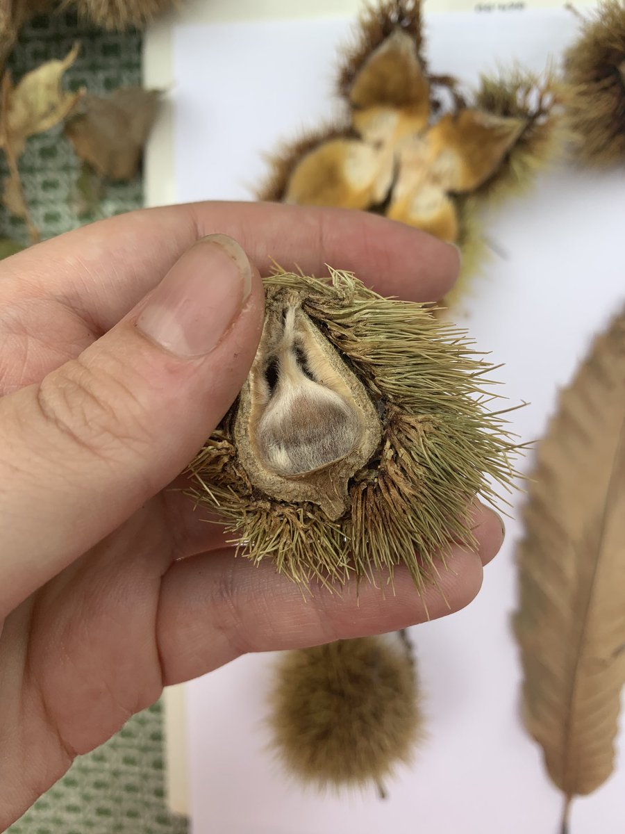  @chestnut1904 Hi friends  I think I found an American Chestnut tree. Absolutely gobsmacked. Very tall, producing copious fuzzy little nuts. I’ve seen plenty of Chinese chestnuts and these are different.