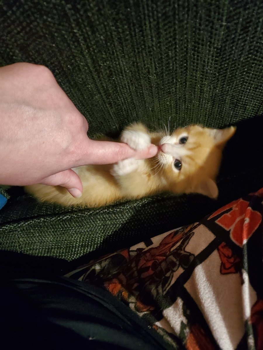 codename__kam's tweet photo. @pkmmpositivity We got a new little one! https://t.co/BuoPBlWzTe