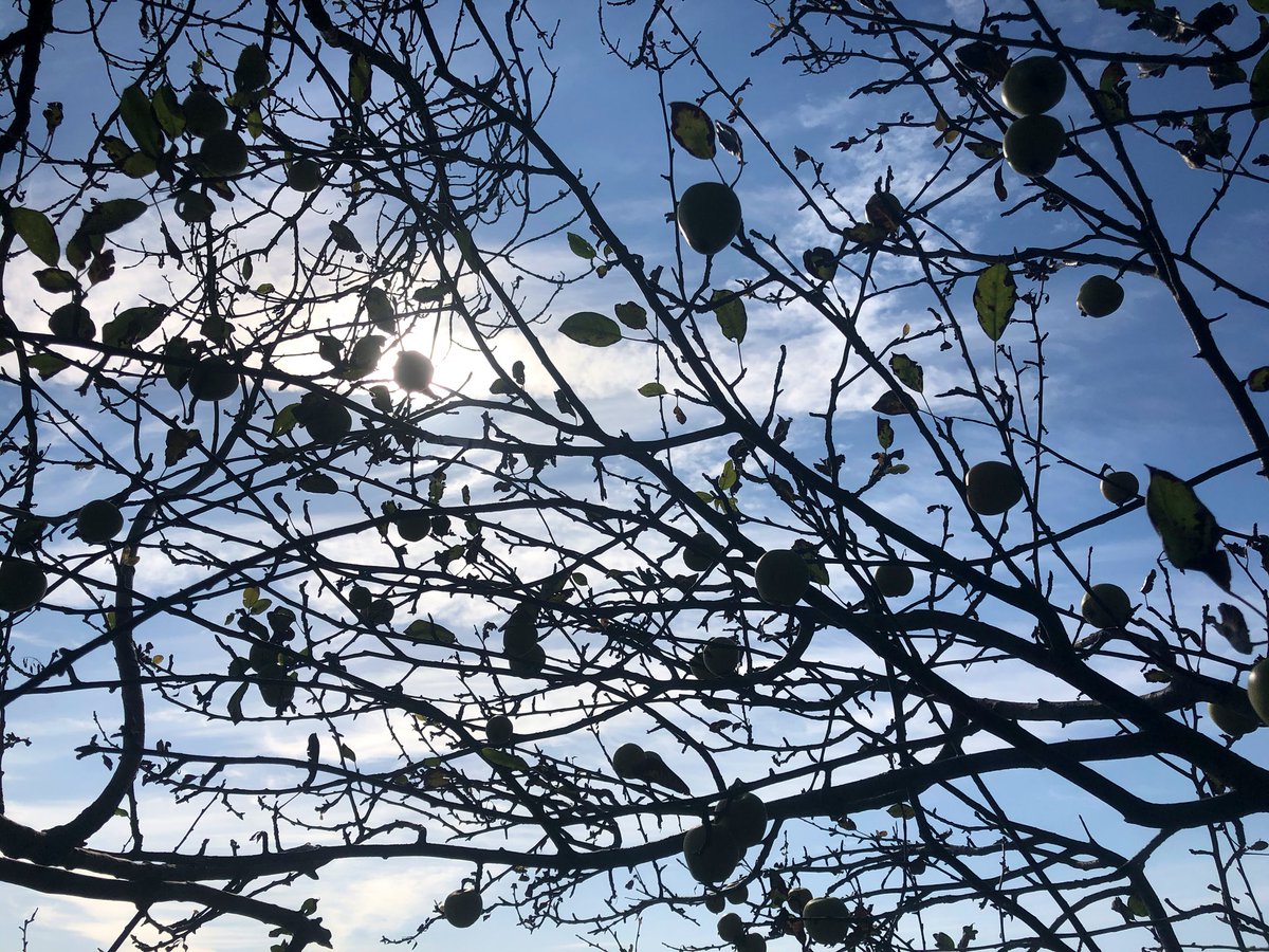 Today was #GetOutsideDay so
Dad and I hopped across to Anglesey and enjoyed a sunny ☀️stroll on <a href="/WalesCoastPath/">Llwybr Arfordir Cymru / Wales Coast Path</a> to forage for crab apples and blackberries for a hedgerow crumble 😋
Did you #getoutside?
