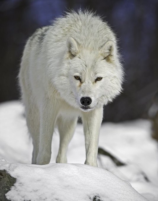 Ppl be like &ldquo;You should get a pet&rdquo;    The pets that I want 🙂 https://t.co/fzM5n10Hzs<a href="/tag/silhouettechallenge"class="tags"><span>#silhouettechallenge</span></a>