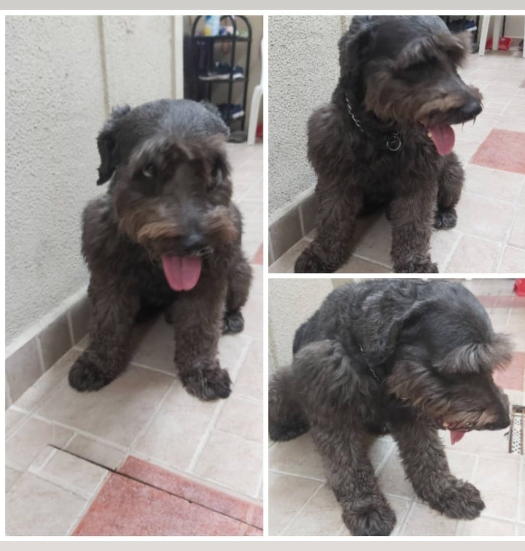 Este perrito busca a su familia, encontrado deambulando por #Viaalacosta 
Informes en esta cuenta. Pls RT