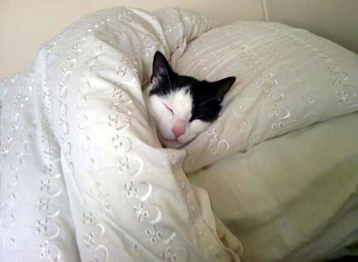 thread of cats being tucked into bed for ppl who wanna see cats who are also comfy