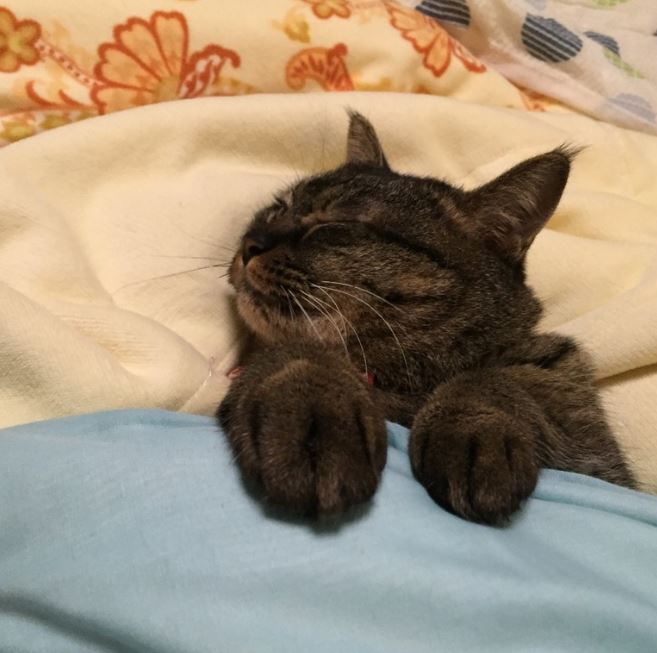 thread of cats being tucked into bed for ppl who wanna see cats who are also comfy