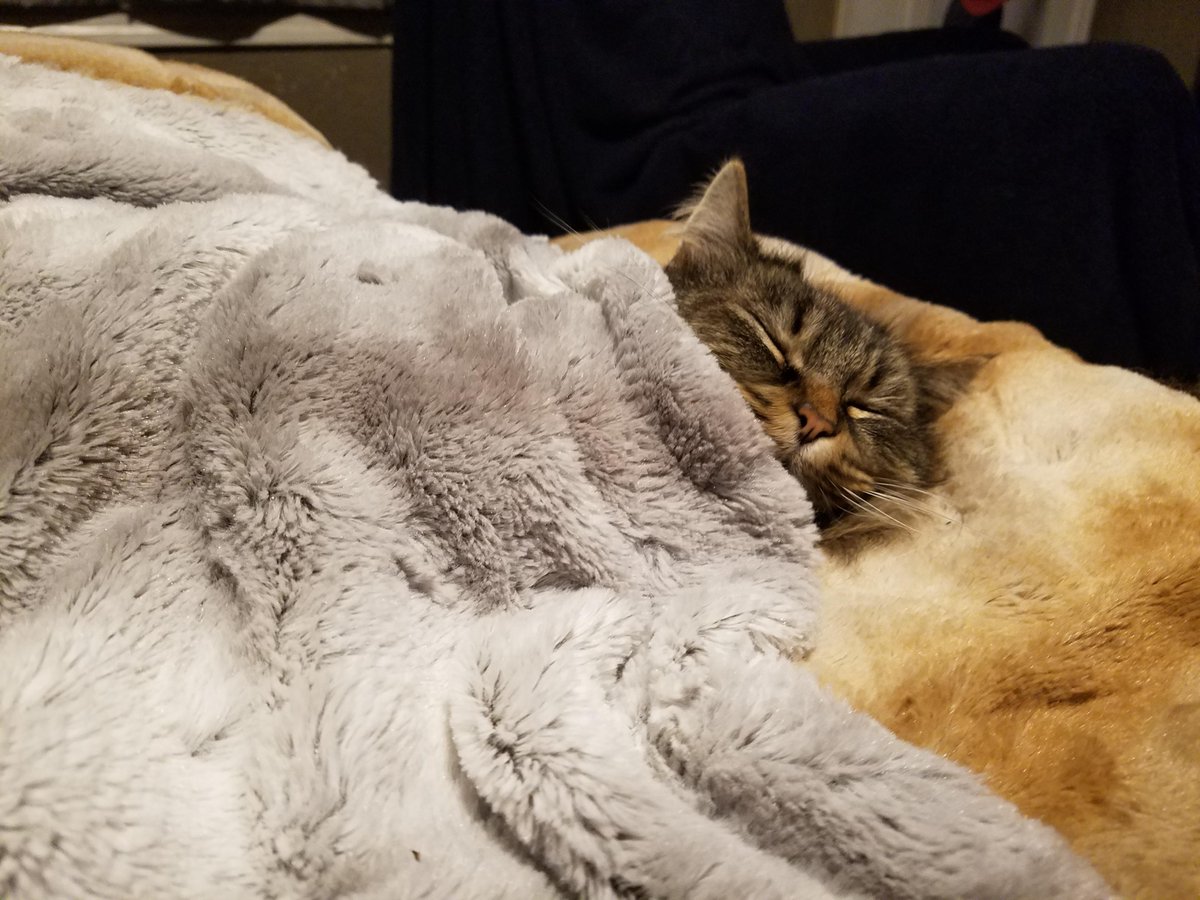 thread of cats being tucked into bed for ppl who wanna see cats who are also comfy