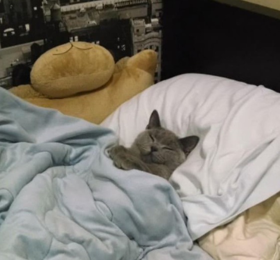 thread of cats being tucked into bed for ppl who wanna see cats who are also comfy