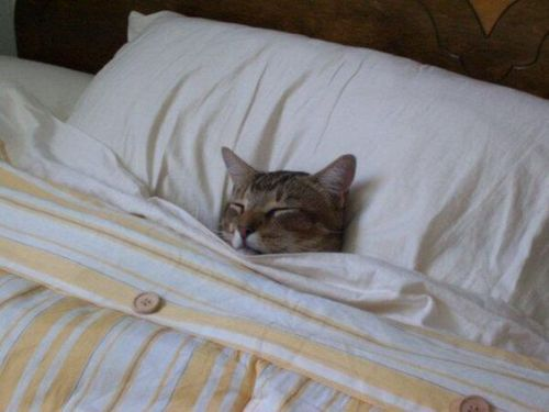 thread of cats being tucked into bed for ppl who wanna see cats who are also comfy