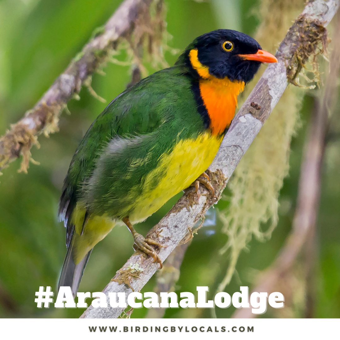 BirdingByLocals's tweet photo. Orange-breasted Fruiteater
Discover the birds of Colombia from the comfort of @araucanalodge
Plan your next adventure with local specialists
https://t.co/K8eOEu8H9d

#araucanalodge #birdingbylocals #naturephotography #birding #birdwatching #nature #colombiabirdinglodge https://t.co/7ekc6s4tj9
