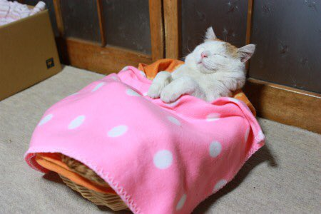 thread of cats being tucked into bed for ppl who wanna see cats who are also comfy