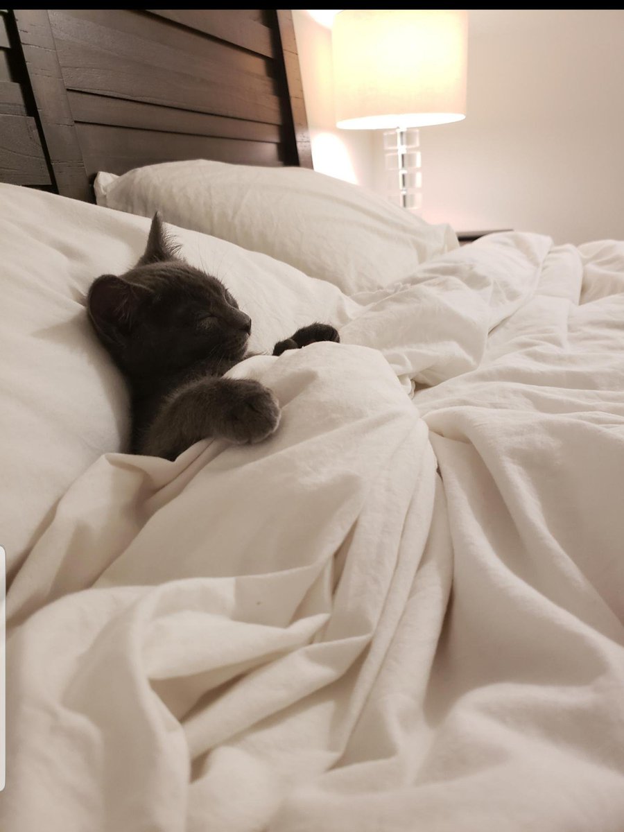 thread of cats being tucked into bed for ppl who wanna see cats who are also comfy