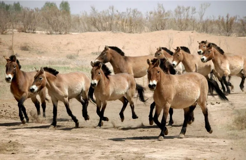 Controversially True Statement:WILD HORSES ARE *EXTINCT*.It sounds a bit odd, but at present there are many DOMESTICATED horse populations, a number of FERAL populations, but only one proposed extant WILD horse population: the Przewalski's horse, found roaming Mongolia.