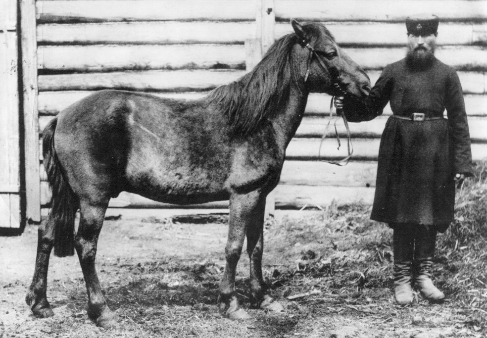 We'll get to why the Przewalski's horse is likely a feral, but the other subspecies of note is the Tarpan or Eurasian wild horse (Equus ferus ferus), the last individual of which died in 1909 in the Russian Empire.