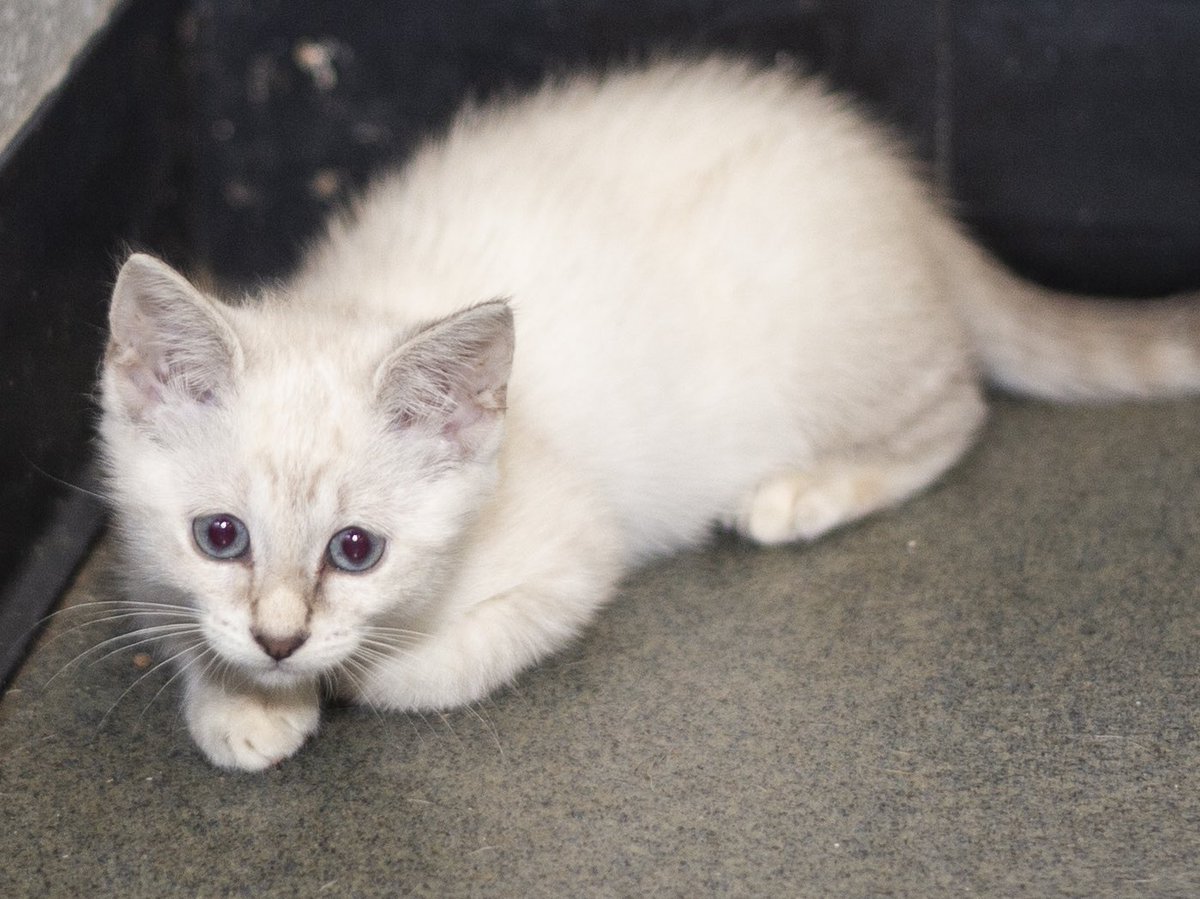 A_Oberlander's tweet photo. Sure, 2020 kinda sucks. Know what could turn it around? Yep... a kitty! @animalscmpd, we have so many fuzzbabies who’d love to be an adorable addition to your family! #AdoptDontShop #CatsOfTwitter https://t.co/1uGsJPSrC4