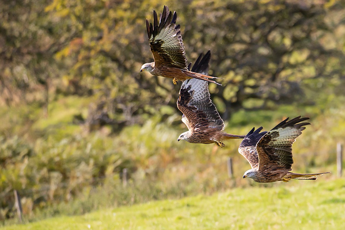 hopefulseb's tweet photo. Well, I hadn't seen a Red Kite for a while; so what a pleasure to get three at once in the frame! #TwitterNatureCommunity Light was perfect this evening https://t.co/F4jdFZibTZ