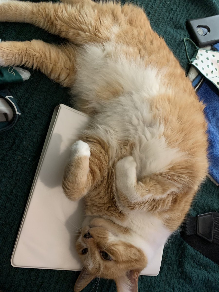 LOCoachE's tweet photo. Someone is so so helpful as I am working on film for this weeks upcoming football game. My assistant tight end coach is studying film very intensely #lifewitholiver https://t.co/IoQ77N8keX