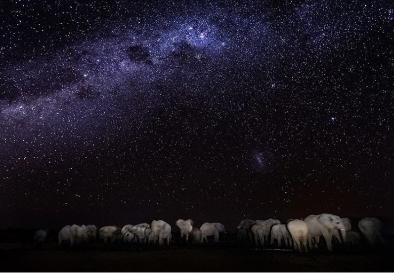 Слоны на водопое под африканским ночным небом и никакого фотошопа
#nature #Africa #photography #elephants #amazing https://t.co/tdDiA1BYT8