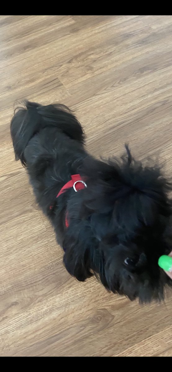 paulette01234's tweet image. This Doggy 🐶 Shih Tzu just walk in my Mental Block. I believe 🐶 Molly
Sends her🤣 #Pwow🙏🏾✍🏽