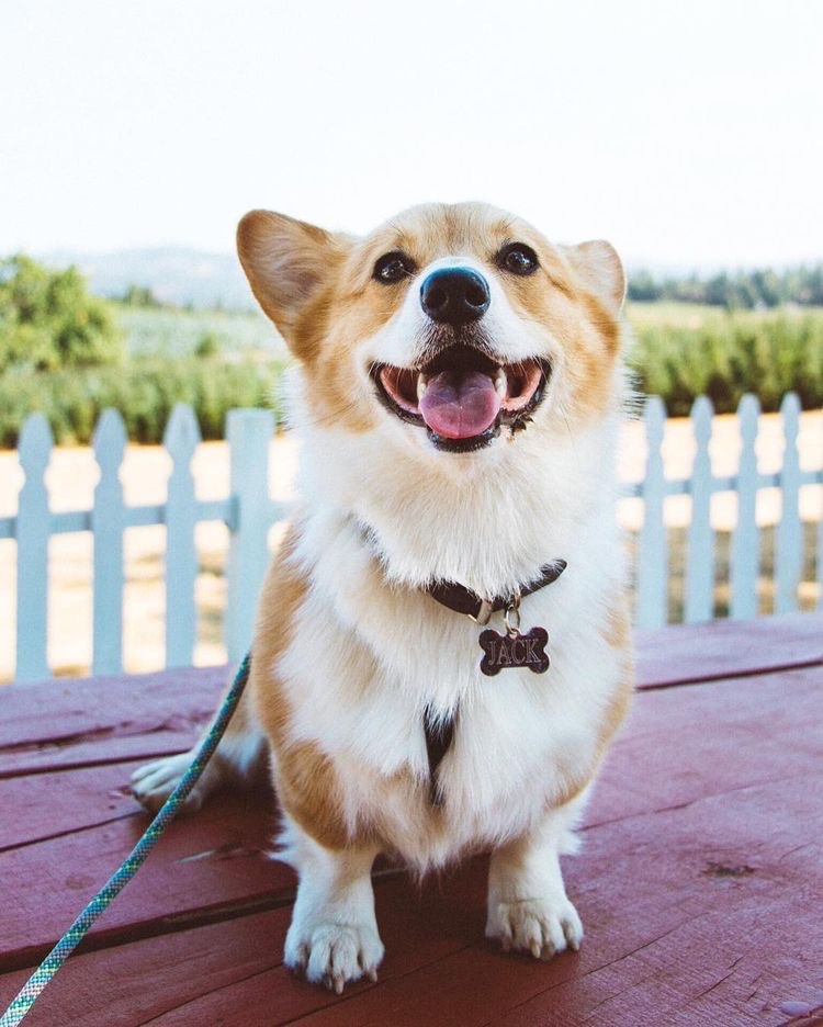 Corgilovers27's tweet image. I dream of the day I can finally have a Corgi friend ❤️