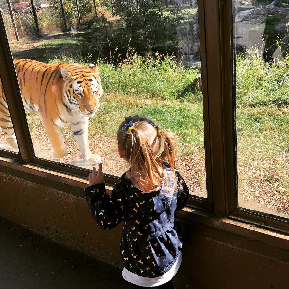 Humbling experience! I am prepared for none stop tiger talk in our household this week :) Thanks <a href="/calgaryzoo/">Calgary Zoo</a> for making memories