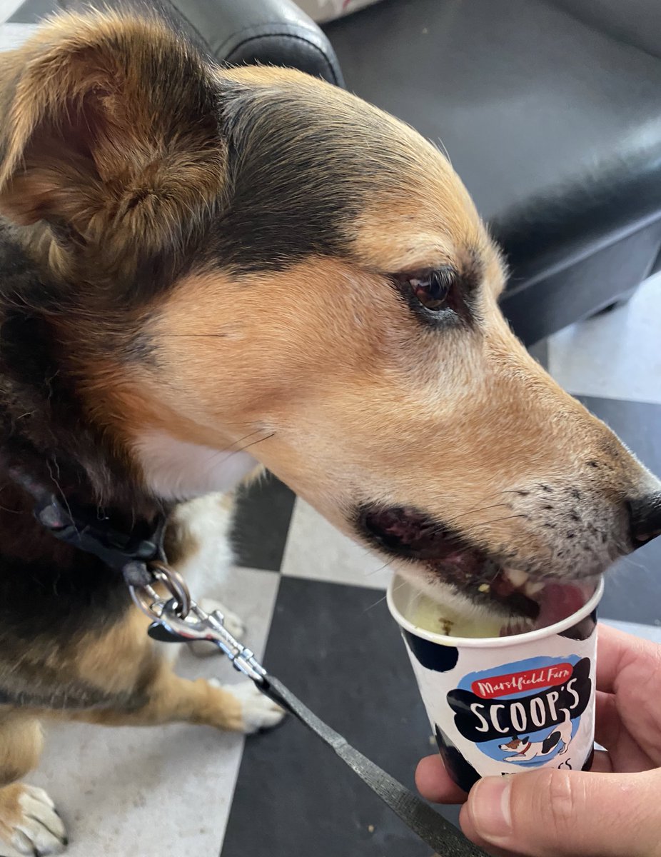 Well, Jess the dog is definitely a huge fan of <a href="/MarshfieldIces/">Marshfield Farm Ice Cream</a> Scoop’s for dogs <a href="/PainswickPooch/">The Painswick Pooch Coffee House</a> and the coffee is great too #IceCream #Coffee