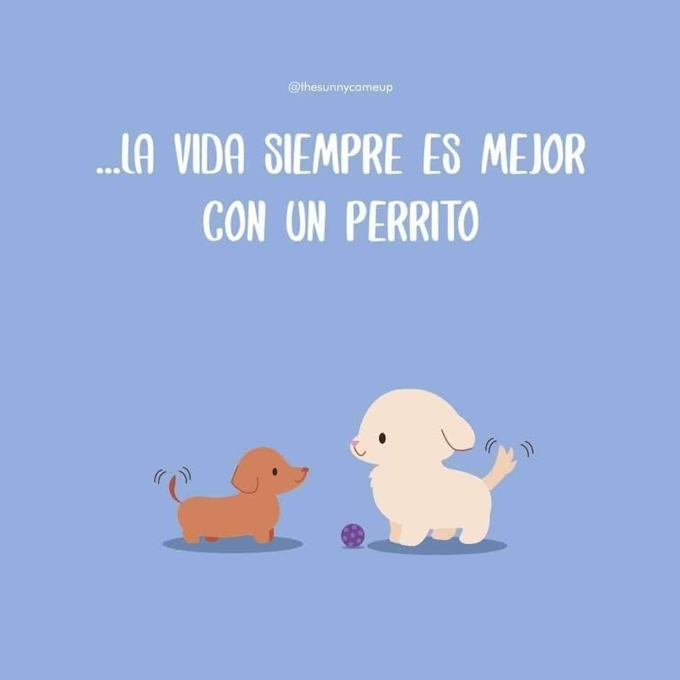 unavenezolana58's tweet photo. Campaña admirable 😛🐶 https://t.co/Wez4d3z1SS