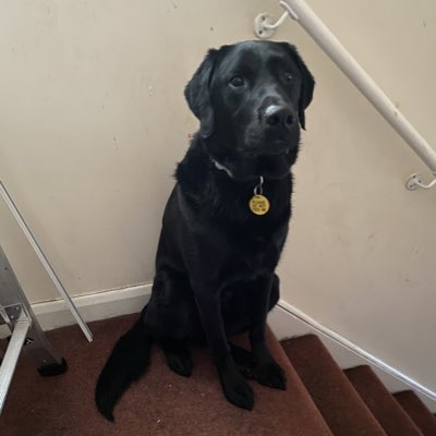 Guide Dog Fargo tweet media