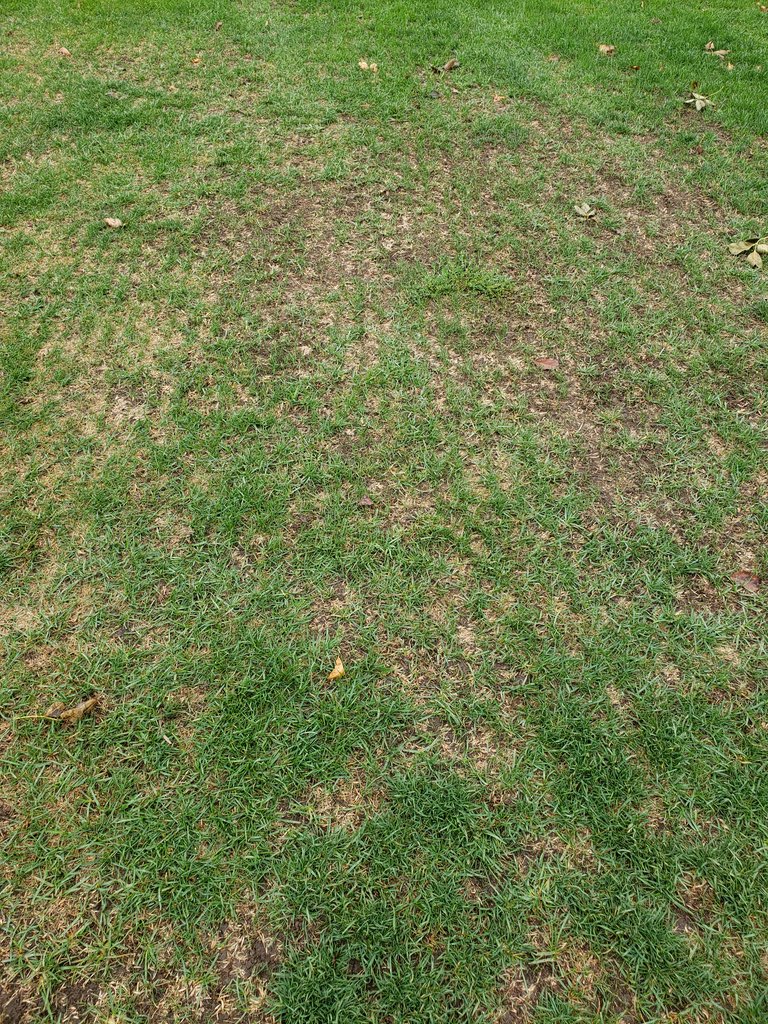 Went and checked on a golf course seeding that we helped with this fall. Awesome results thus far! Earth Carpet Pro Sports blend for the win! Filling in bare spots and looking really good with the limited rainfall.