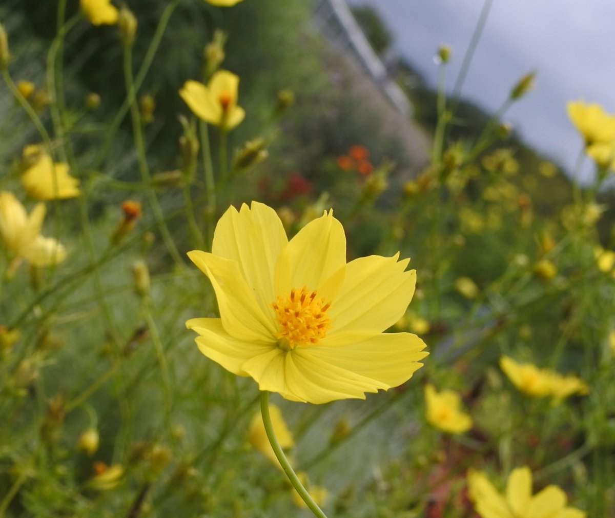 かっちゃん 低浮上中 名古屋からおはようございます 朝の気温が18 を切り少し季節が 変わった感じがします キバナコスモス 花 Flowers Cosmos
