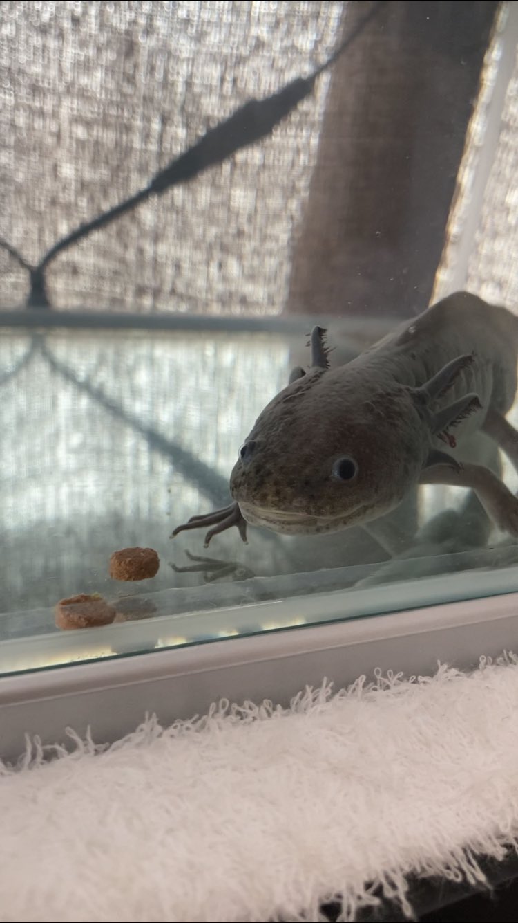 Upako うちの6年目のウーパールーパー エラのところから血管が出てしまった 水換えや水温いつも気にしてるから水質悪化等ではないと思うけど 引っかけそうなものは全撤去だな T Co Dxjz9rhipn Twitter