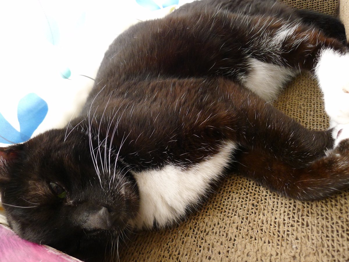 Yuki Tsukino Nekoko Twitter