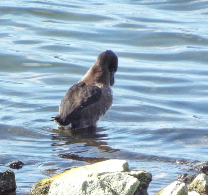 IanGenge's tweet photo. @Draycotebirding Here are a few more photos from a walk around #draycotewater this afternoon https://t.co/1wnTpAs21P