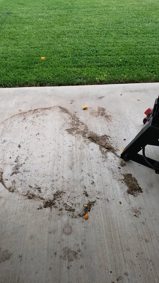 BeckyMeets's tweet photo. There's a neighborhood squirrel that nabs food from somewhere and brings it to our backyard to eat. https://t.co/M8TDAc7SUs