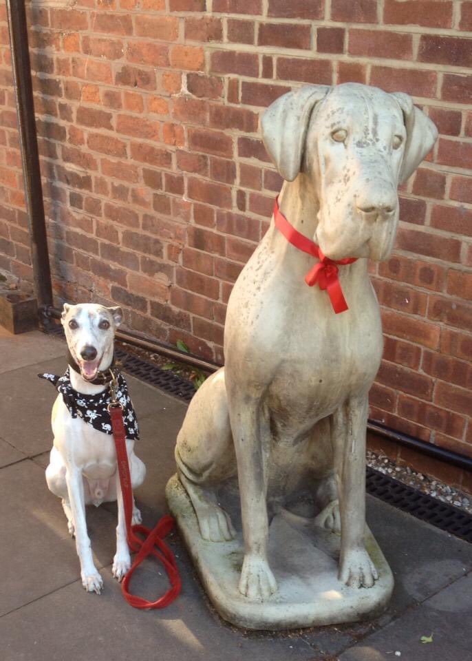 Not been on here in a while, life got a little busy, my hearts breaking though I lost my boy 4 weeks ago after an illness since last December, I tried my best for him 😪 #whippet best boy ever 💔