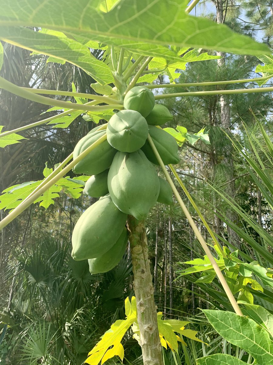 De2anne's tweet photo. Fruits of our labor,sorrel,papayas,bananas;(-pineapple👌🏽😎🙏🏾 https://t.co/OmHJBUpYUj