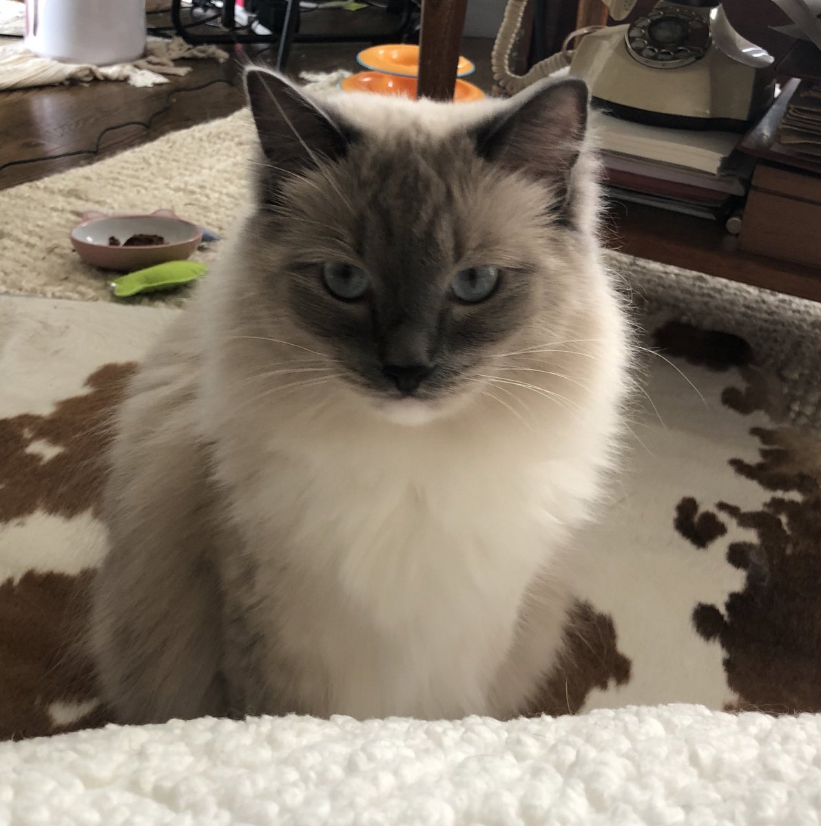 ourshieldmaiden's tweet photo. The face of judgement. #IrisOlivia https://t.co/FqG2rChzOp
