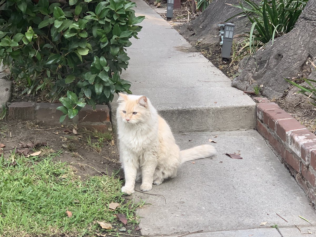 Update on the cat saga - This is Zin, who likes to follow his owners around when they take their dogs for walks. Just follows them around without a leash. What a good marshmallow cat 