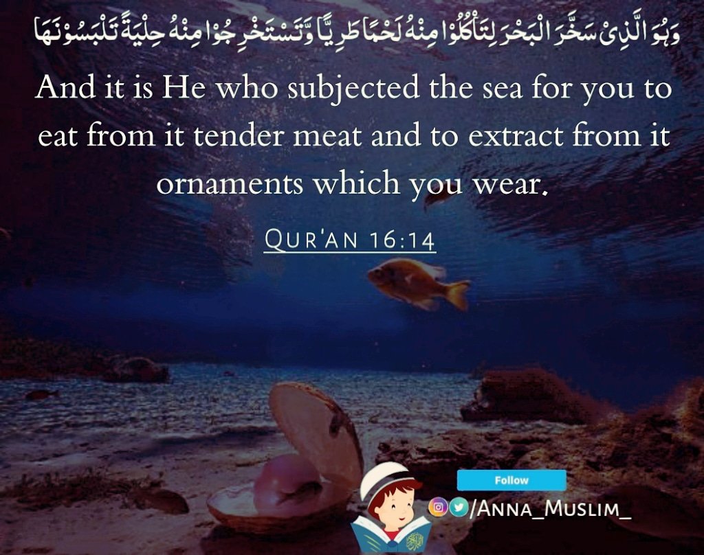 AmirUlGulaam's tweet photo. And it is He who subjected the sea for you to eat from it tender meat and to extract from it ornaments which you wear. 

Qur'an 16:14 https://t.co/3O2EA7JmCq
